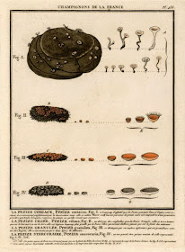 illustration of dung fungus 1790 Bulliard, including Cheilymenia stercorea