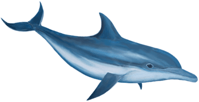 dolphin : loài cá heo (đó-phin) - Tiếng Anh Phú Quốc