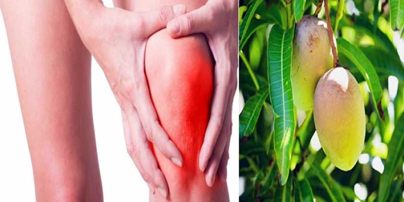 Mango leaves will relieve pain বাতের ব্যথা থেকে মুক্তি দিবে আম পাতা