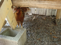 bi mart chicken coop 5