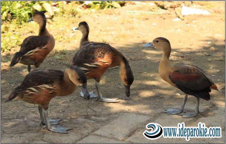 Unduh 96 Gambar Burung Belibis Terbaik Gratis