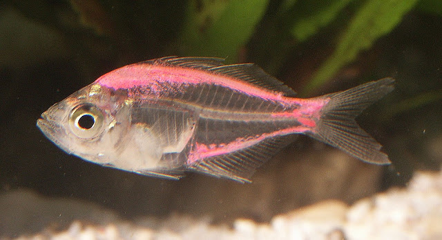 samaki