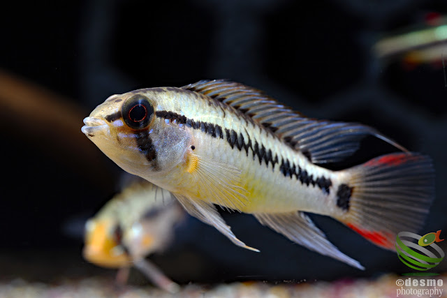 Apistogramma sp. rotflecken