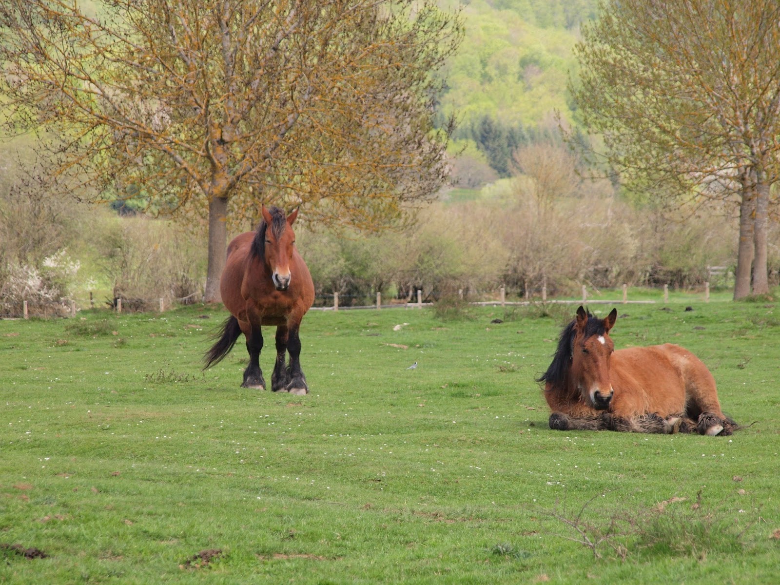 Una de Fotos CABALLOS DE BURGUETE.
