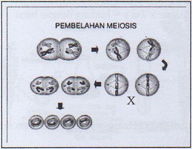 Pembahasan Soal Un Biologi Sma Paket 1 Soal No 28 Tahun Pelajaran 2016 2017 Blog Pak Pandani