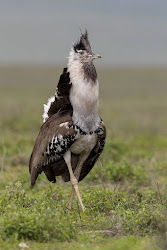 kori flying largest bustard heaviest birds earth pet planet