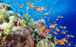 Download Free Ocean Wallpapers Most beautiful places in