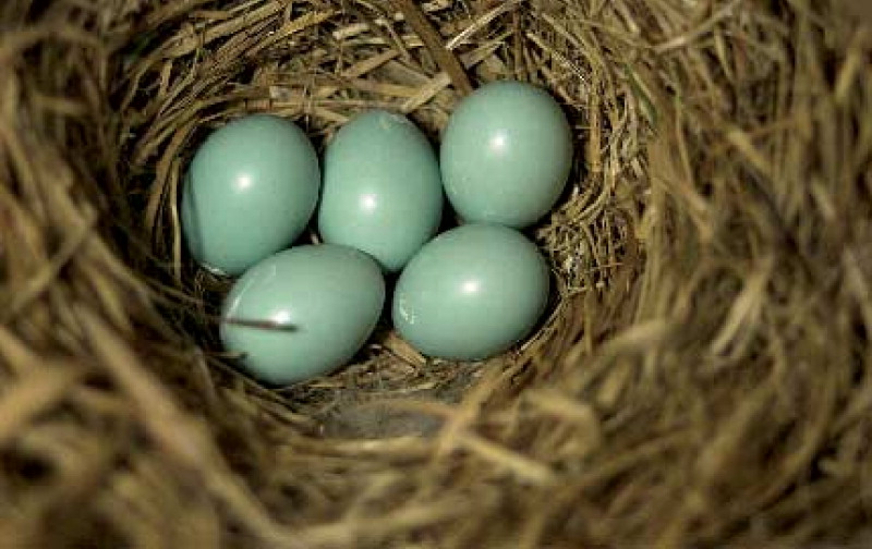Какого цвета яйца птиц. Яйца птиц. Голубые яйца. Красивые яйца птиц. Яйцо синее.
