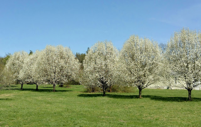Pear Trees in bloom, gardening, nature, blooms, Nashville