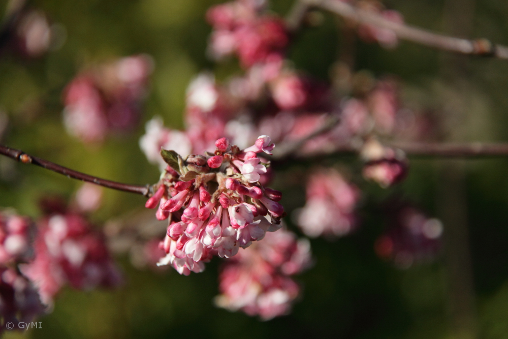 Glastra Cu Flori Călin De Iarnă