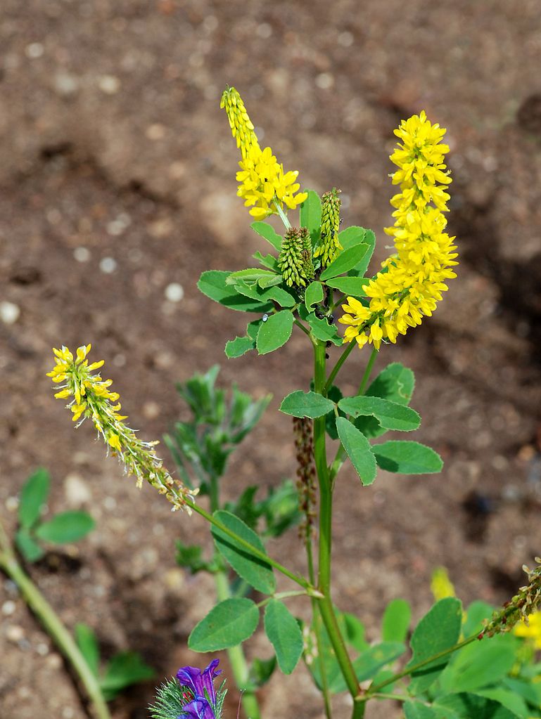 Earth and Space News Yellow Sweet Clover Golden Flowers of Fragrant