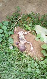 Photos: Premature baby dumped at a female hostel at Akanu Ibiam polytechnic in Ebonyi