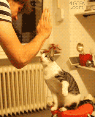 Cool animals giving high fives (15 gifs), funny gifs, cat double high five