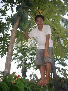 THIS IS THE WAY WE PICK OUR TREE-FRESH FRUIT IN BALI!