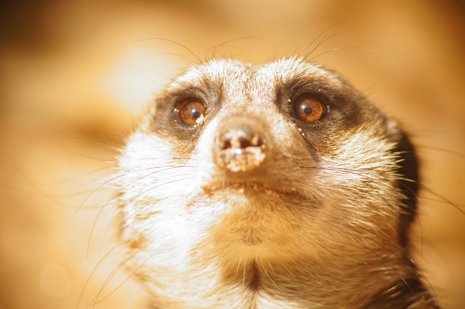 copyright-free picture of a meerkat