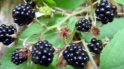 khasiat buah blackberry