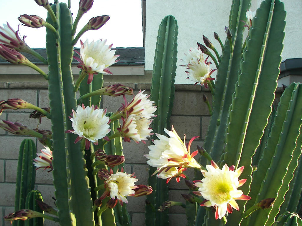 Diário de uma Sementeira: Cactos dão flores?