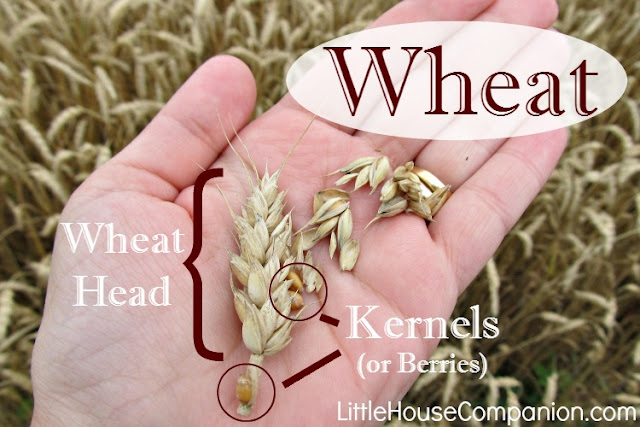Parts of the wheat plant.