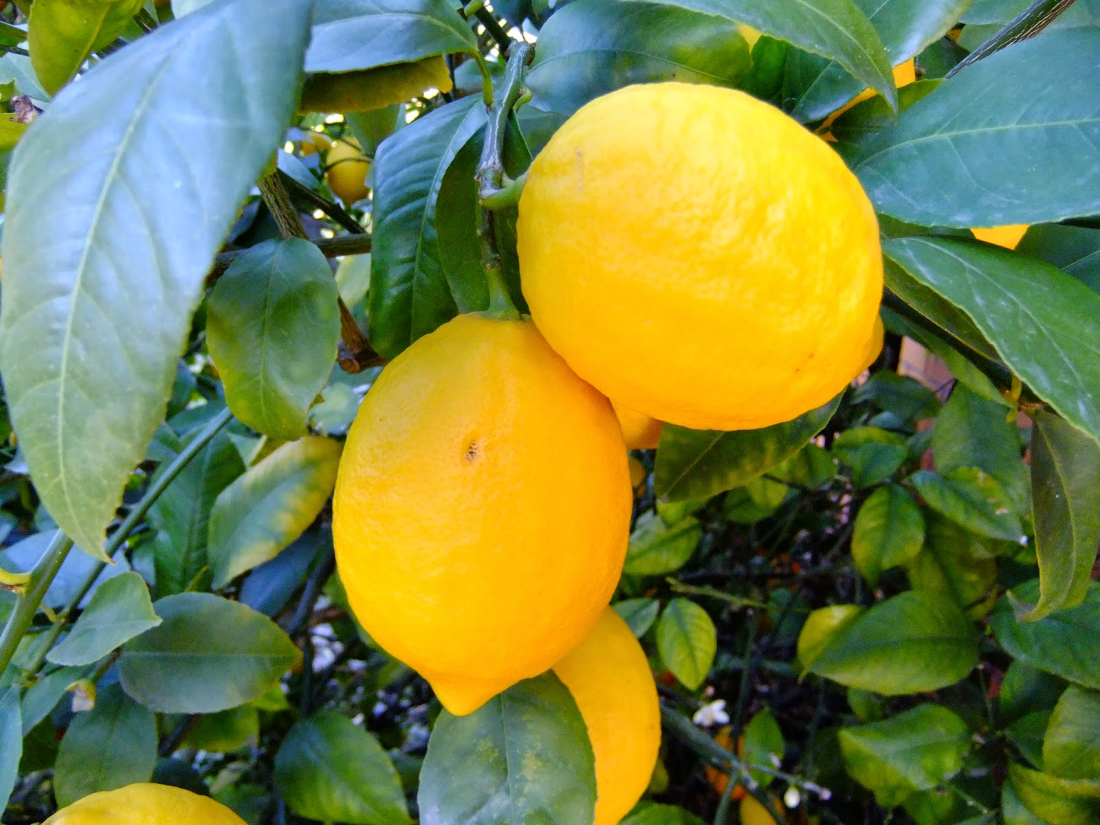 Лимон новозеландский фото