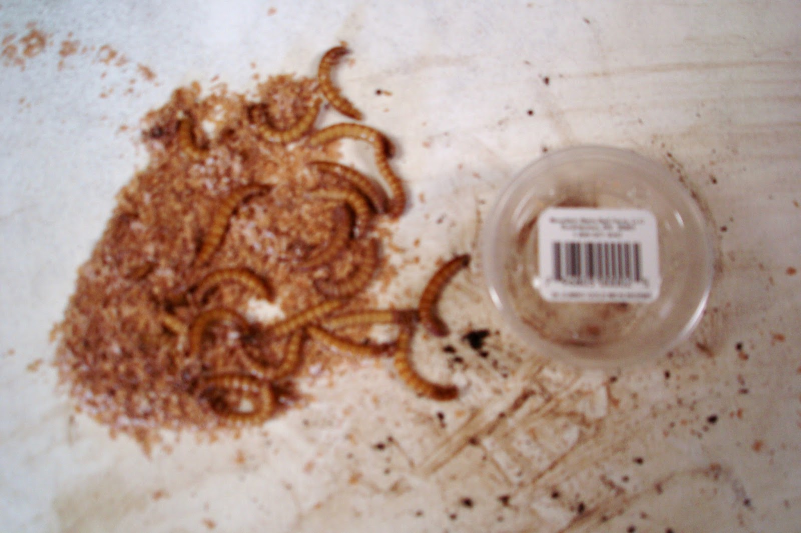 Live Bait For Fishing Best Online Store To Buy Live Bait For Fishing