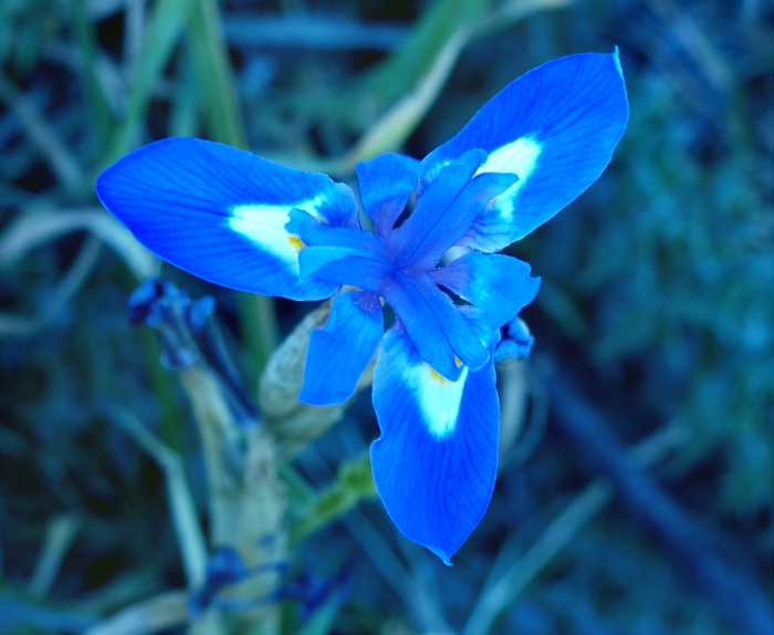 Flores silvestres de color azul, morado o lila -6