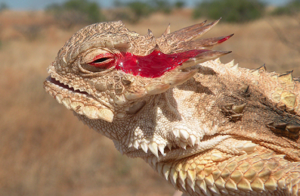 معلومات عن السحلية المقرنة