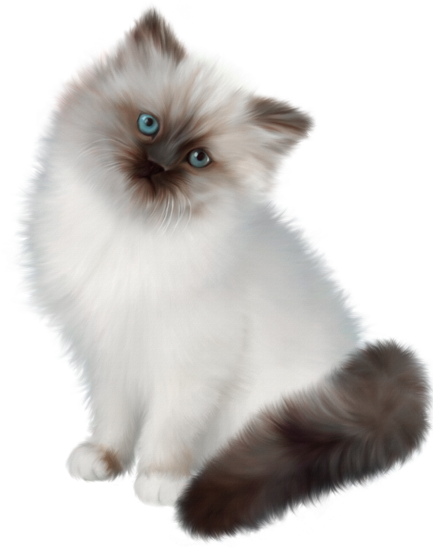 Прозрачная кошка. Персидско сиамский Рэгдолл. Сиамский Рэгдолл котята. Сиамско Персидская кошка. Рэгдолл и персидский котята.