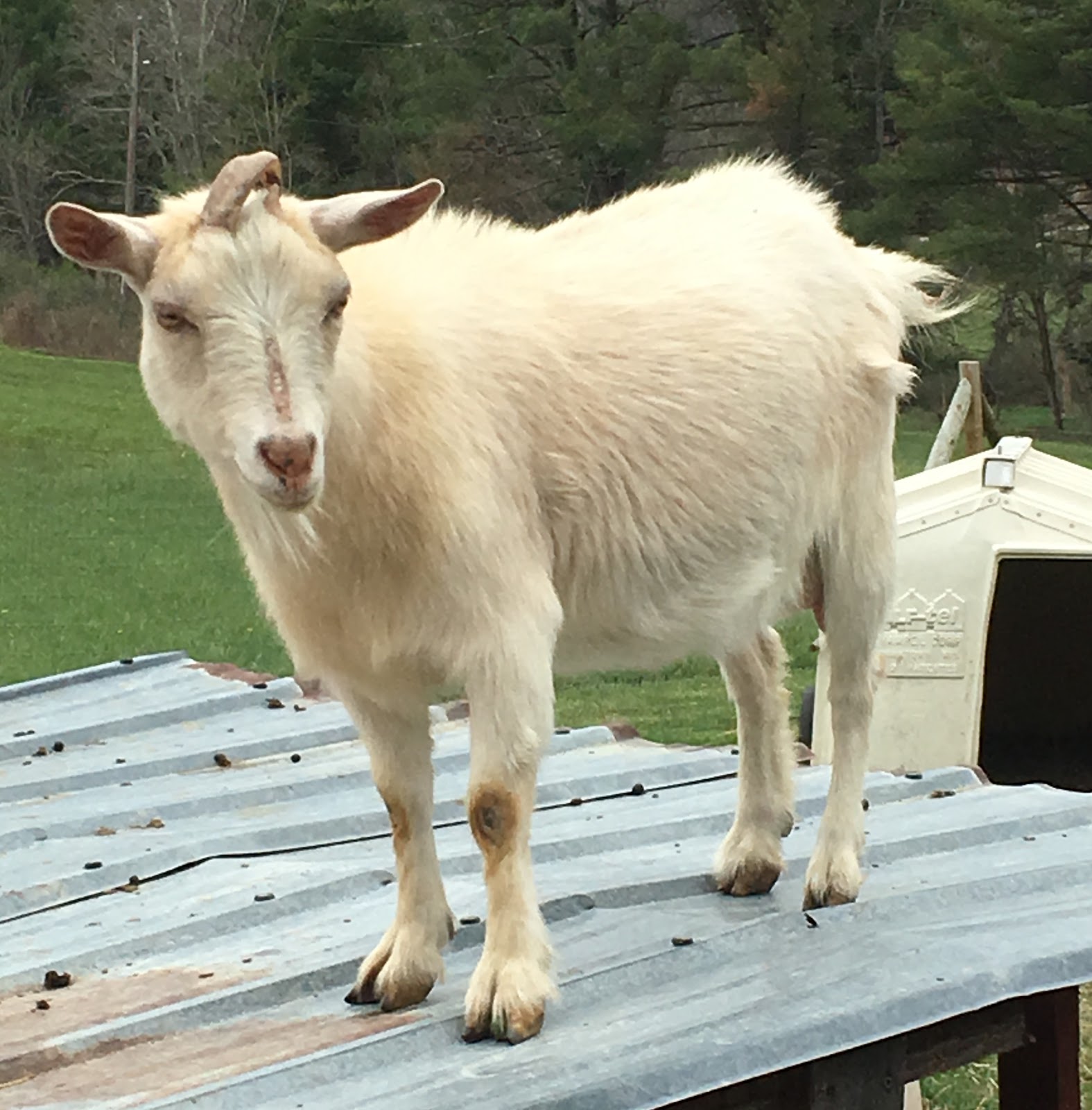 Free Goats In Ohiocraigslist Austin Texas Jobs - t8lh19d
