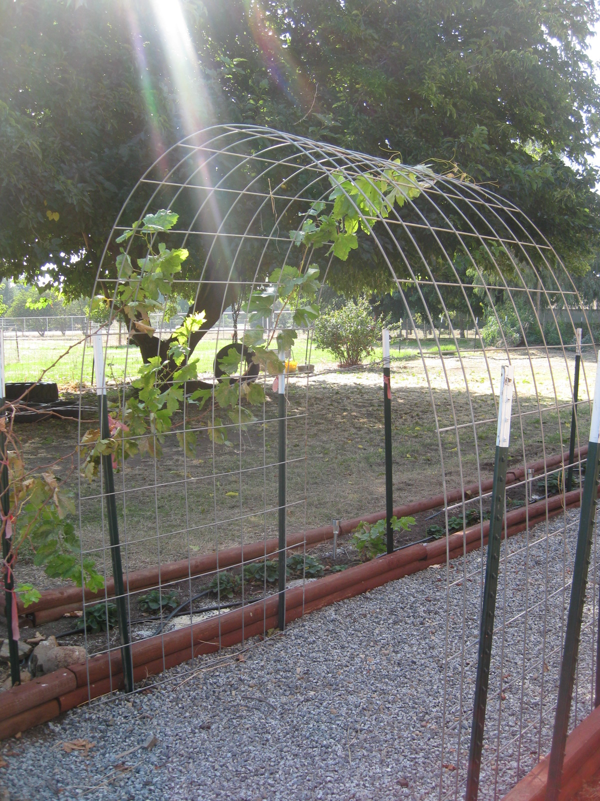 What if IT is today? - A Survivalist's Blog: The easy grape arbor