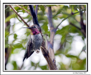 Anna's hummingbird Calypte Anna