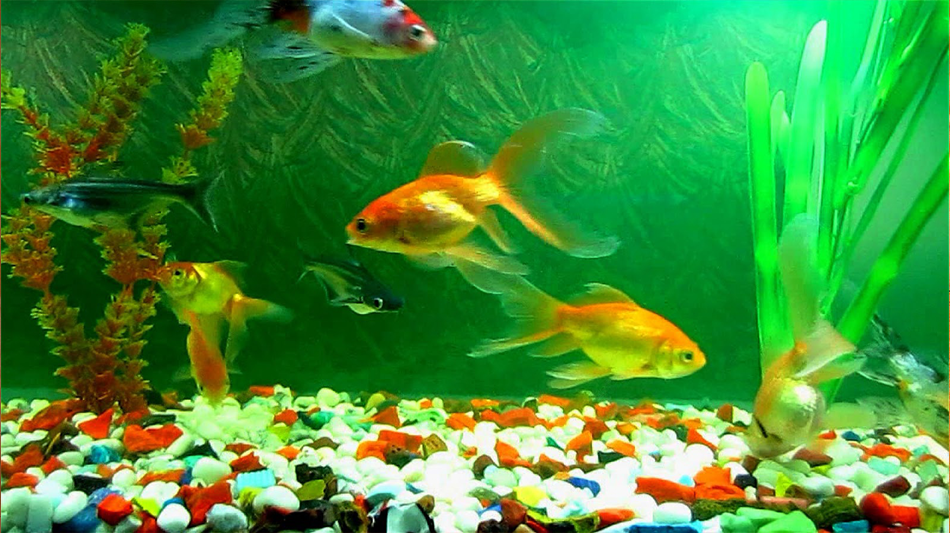 Scanty Gela How Do Fish Sleep Marine Animals Sleep Underwater