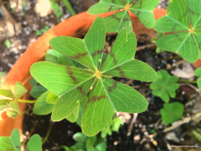 Oxalis tetraphylla: falso trébol de la suerte