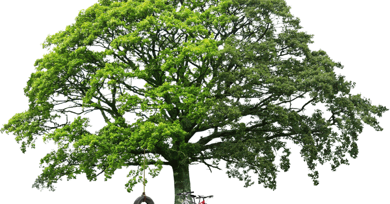 Gambar Pohon Format Png Koleksi Gambar HD