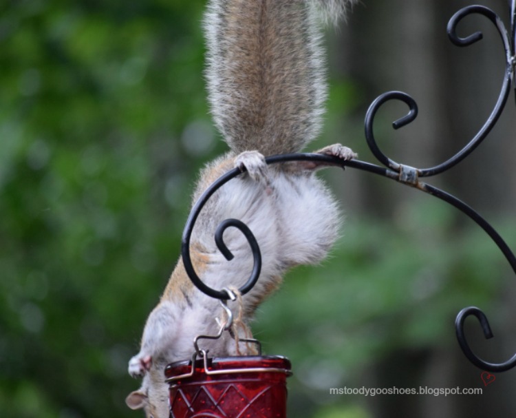 Ms. Toody Goo Shoes Olympic Squirrel Gymnastics