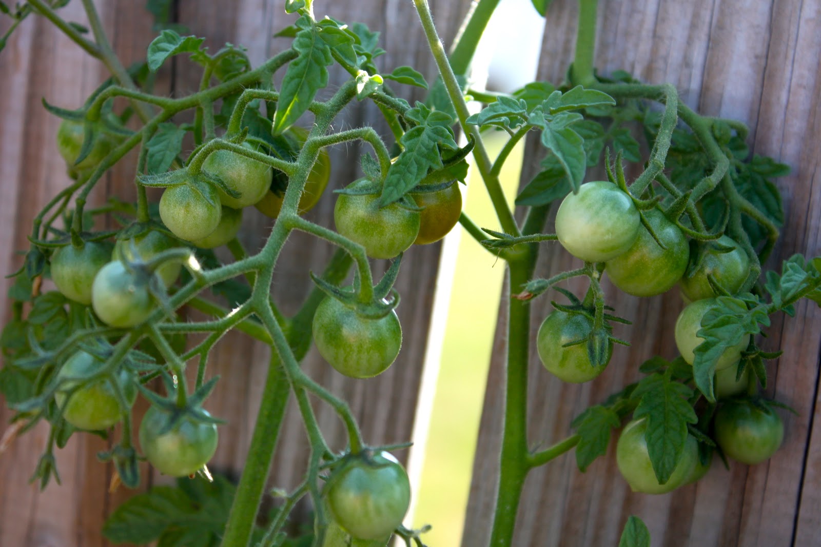 adventuruss: square-foot gardening.