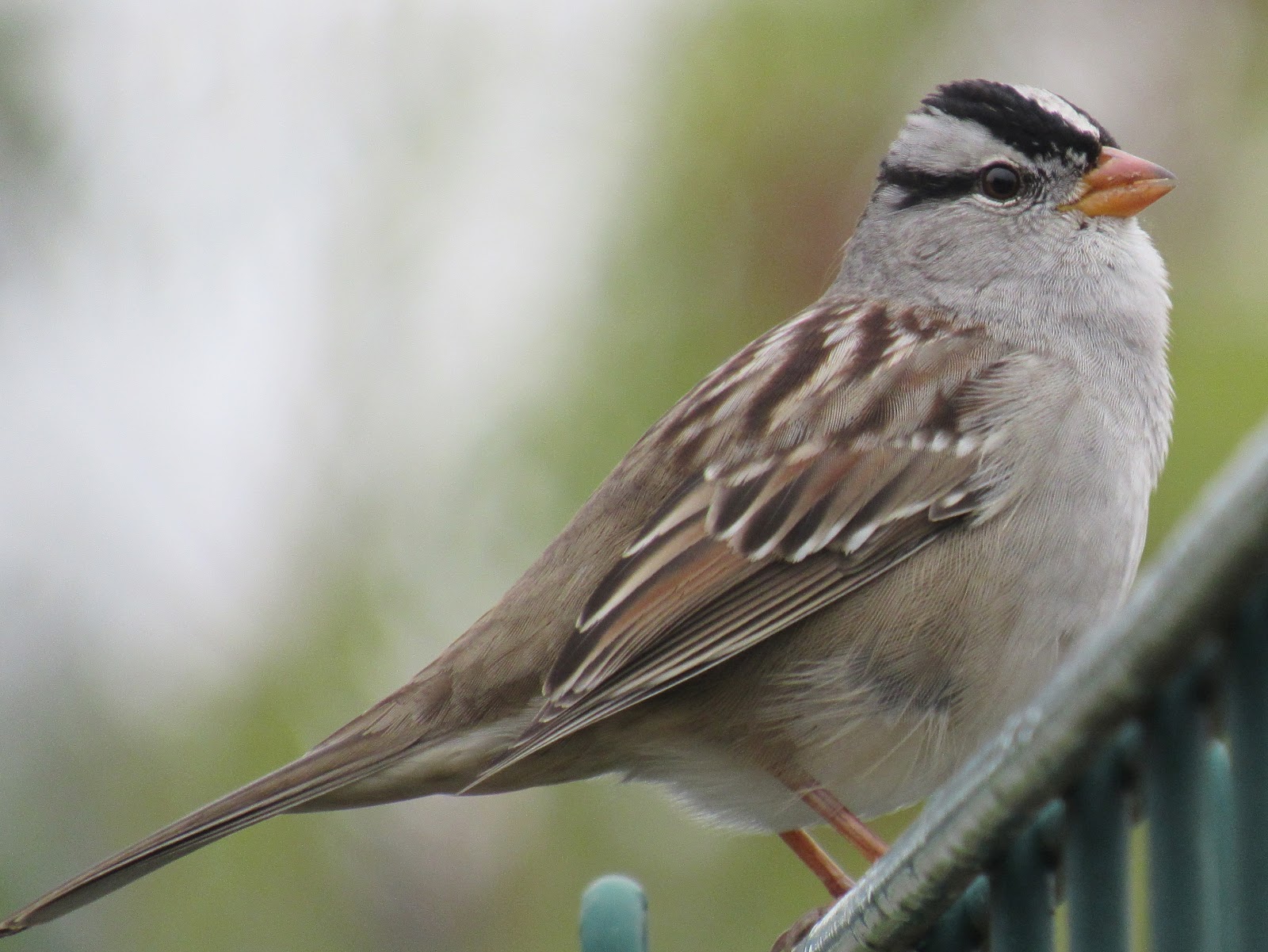 Common Sparrow ID tips