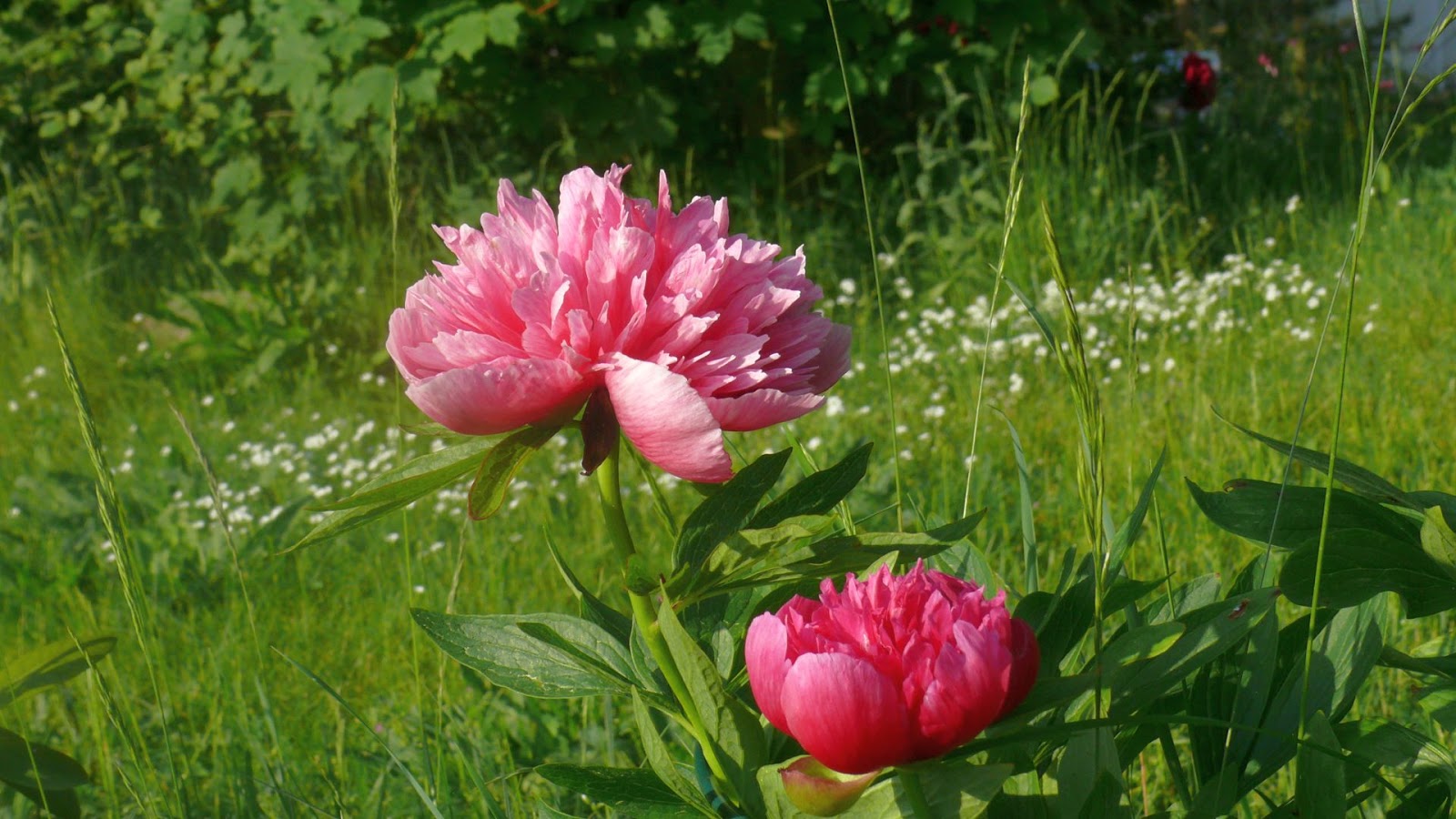 Tanneneck Frohe Pfingsten