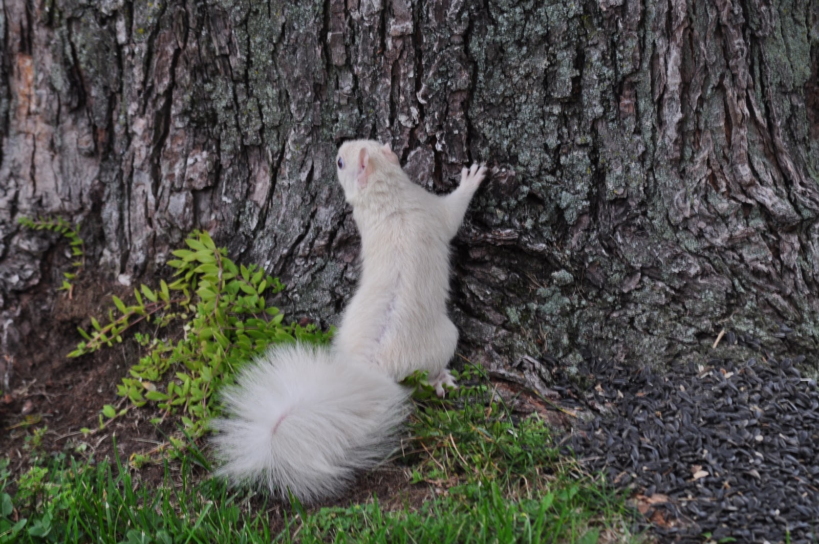 Child of a Frosty Morning Musings of a WellTraveled Southerner