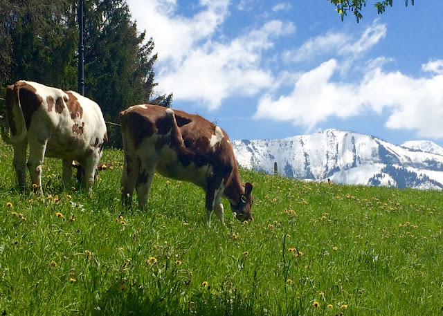 Cows in Gruyère, Switzerland