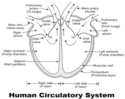 Hum an Body4 - शरीर के तंत्र | Body system