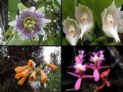 7400 Koleksi Gambar Flora Peralihan Beserta Penjelasannya Gratis Terbaru