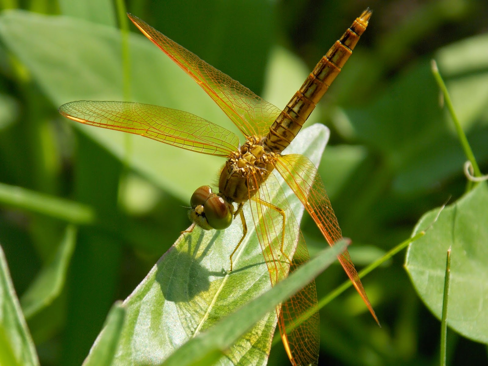 Butterfly & Dragonfly