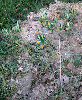 Planted in the orchard Planted in the orchard