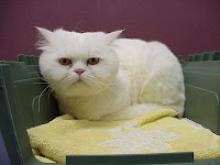 White Persian cat with trimmed coat