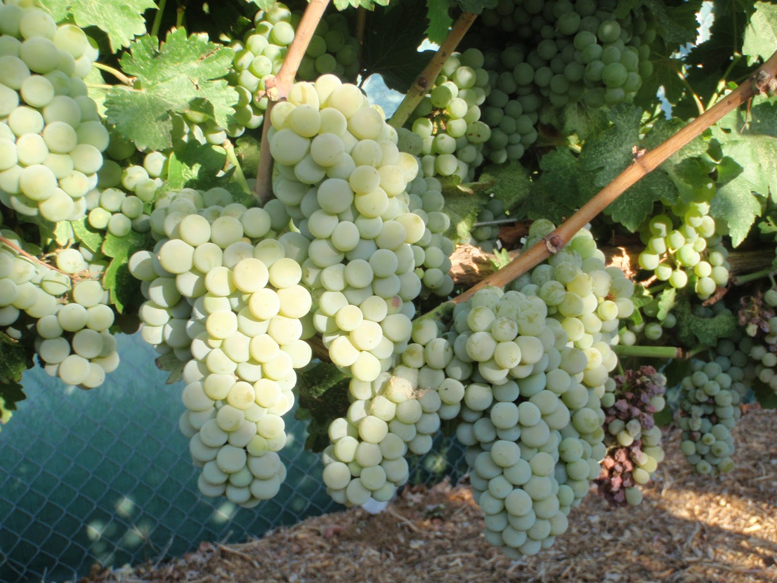 Xtremehorticulture of the Desert Stay With Hot Weather Wine Grapes in Las Vegas