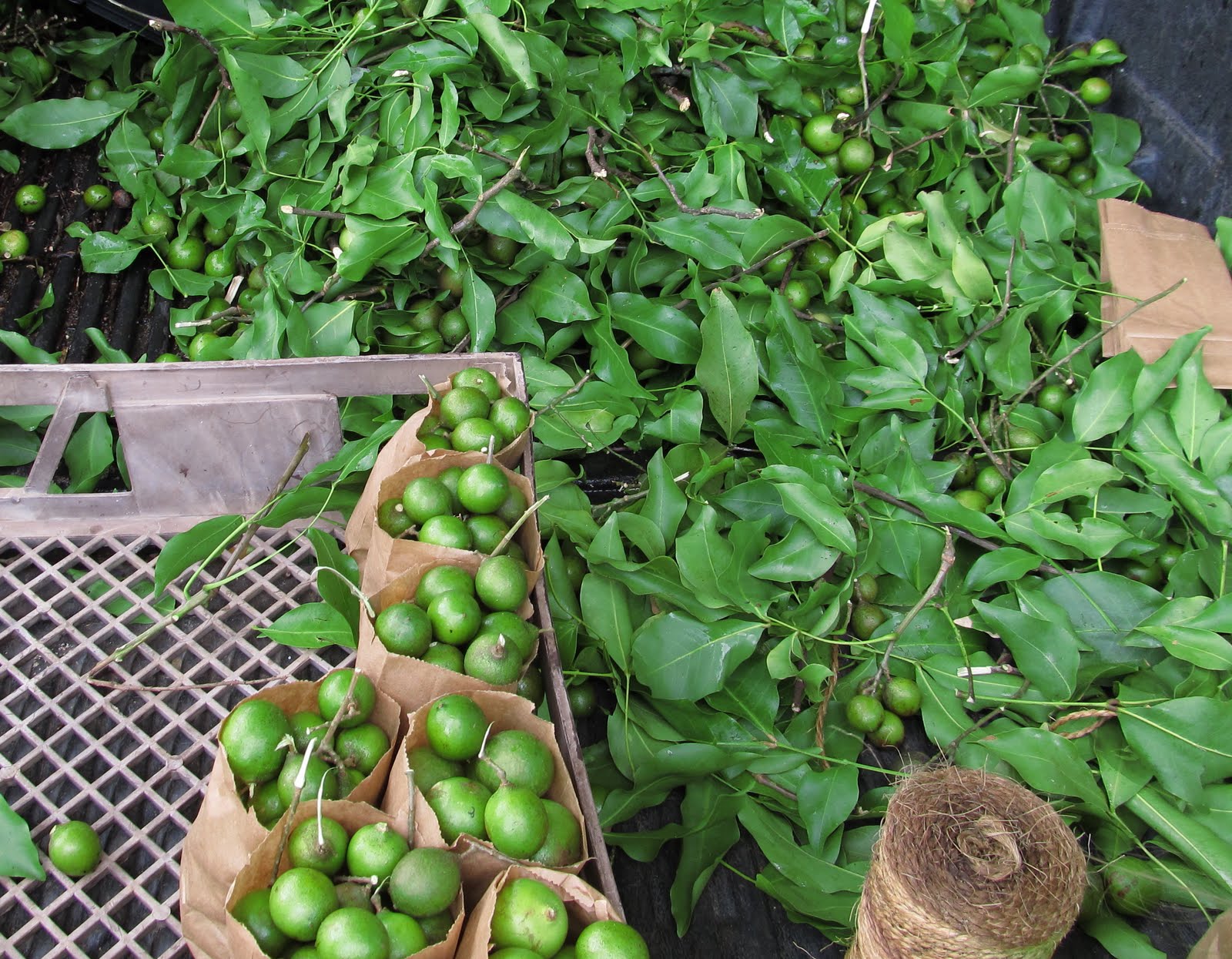 Cocina y Recetas de Venezuela en La Casita de Maribri: EL MAMON Y SUS ...