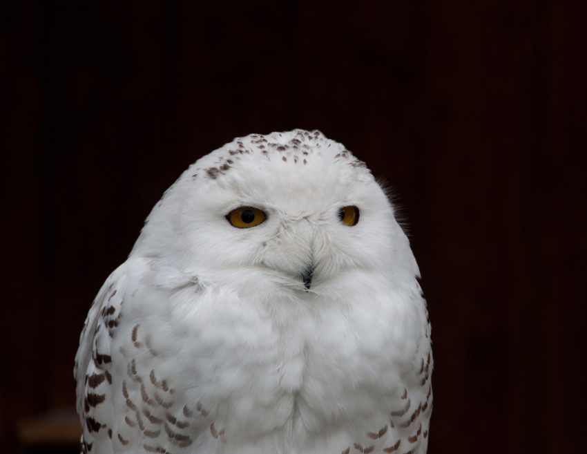 Birds, bird, wildlife, Germany