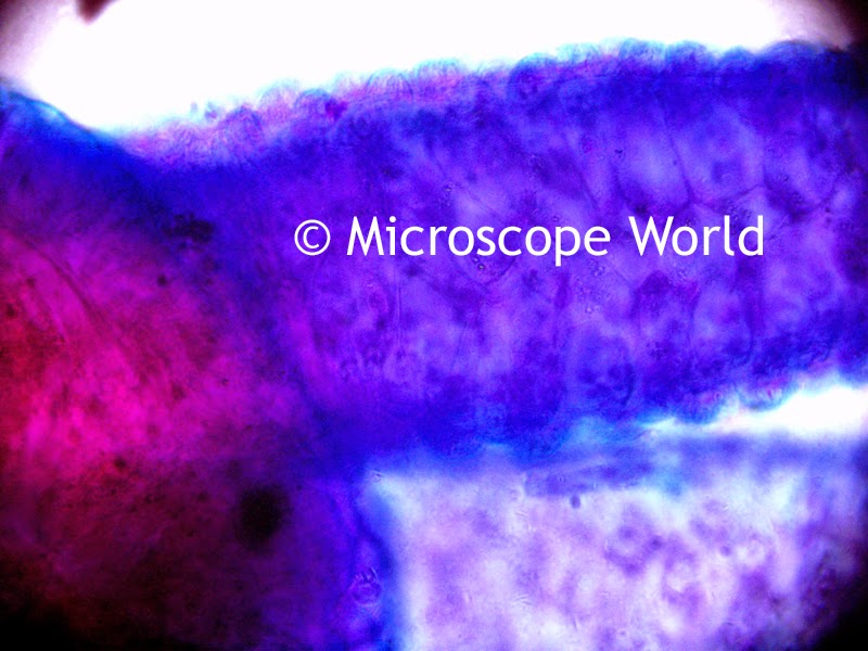Hydra 400x under microscope