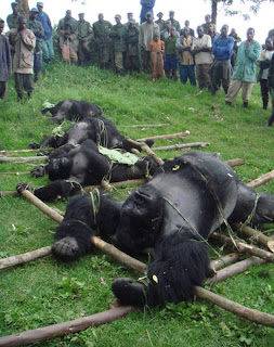 Senkwekwe's family of Mountain Gorillas was massacred by poachers in 2007