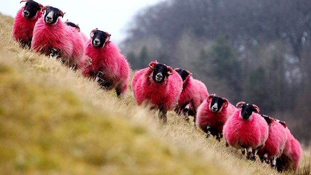 Red sheep take to the hills in Scotland